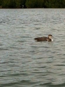 I'm not sure of the species of this bird.  It isn't a cormorant.  A birding friend is researching for me.