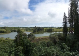Kauai-Beautiful Tree Top View