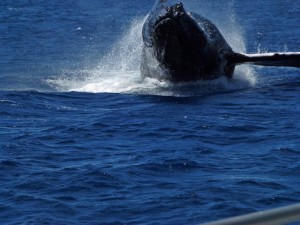 This whale breached about 60 yards off the stern of the snorkeling boat.